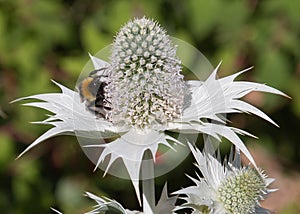 Eryngium Magnetic Attraction for Bees photo