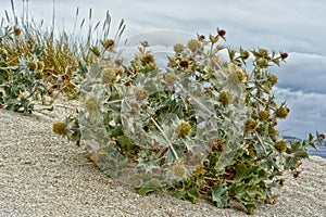 Eryngium maritimum, European plant in the sea sand