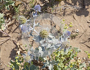 Eryngium maritimum, sea holly