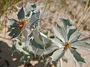 Eryngium maritimum or sea holly plant on Baltic beach