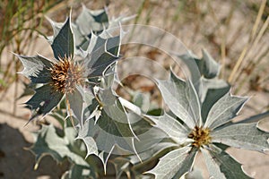 Eryngium maritimum or sea holly plant on Baltic beach