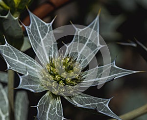 Eryngium maritimum, sea holly or seaside eryngo