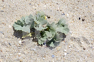 Eryngium maritimum, the sea holly or seaside eryngo