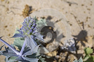 Eryngium maritimum, the sea holly or seaside eryngo, native to most European coastlines.