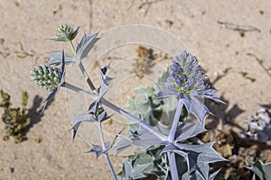 Eryngium maritimum, the sea holly or seaside eryngo, native to most European coastlines.