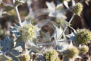 Eryngium Maritimum or seaside thistle, growing wild in the dunes