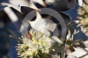 Eryngium Maritimum or seaside thistle, growing wild in the dunes