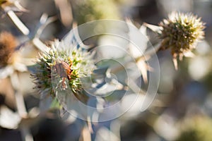 Eryngium Maritimum or seaside thistle, growing wild in the dunes