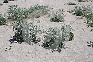 Eryngium maritimum - Wild plant shot in the summer.