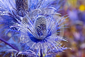 Eryngium oliverianum Sea Holly flower, blue plant