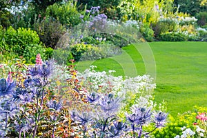 Eryngium oliverianum, Sea Holly flower in the garden