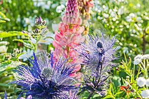 Eryngium oliverianum, Sea Holly flower in the garden