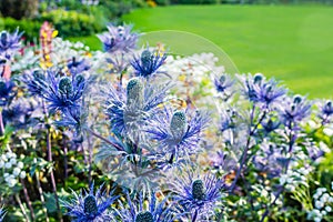 Eryngium oliverianum, Sea Holly flower in the garden