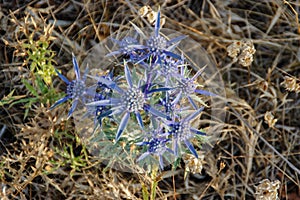 Eryngium is a plant with blue spines.