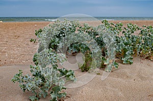 Eryngium plant bushes are growing on clean sand dunes of coastline