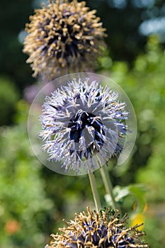 Eryngium planum