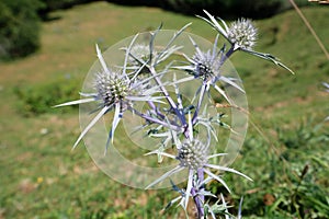 Eryngium planum, the blue eryngo, or flat sea holly