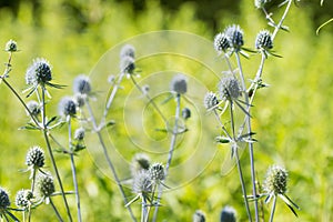 Eryngium planum,  blue eryngo, flat sea holly flowers closeup selective focus