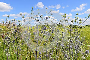 Eryngium planum. The blue-headed plant in summer on the background of a blue sky