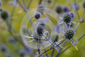 Eryngium Planum Or Blue Sea Holly - Flower Growing On Meadow. Wild Herb Plants