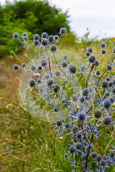 Eryngium Planum Or Blue Sea Holly - Flower Growing On Meadow. Wild Herb Plants