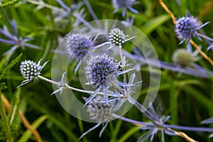 Eryngium Planum Or Blue Sea Holly - Flower Growing On Meadow. Wild Herb Plants