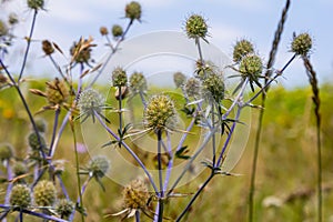 Eryngium Planum Or Blue Sea Holly - Flower Growing On Meadow. Wild Herb Plants