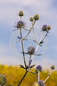 Eryngium Planum Or Blue Sea Holly - Flower Growing On Meadow. Wild Herb Plants