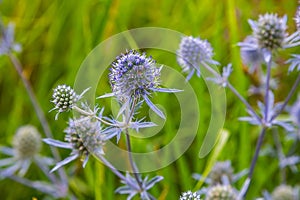 Eryngium Planum Or Blue Sea Holly - Flower Growing On Meadow. Wild Herb Plants