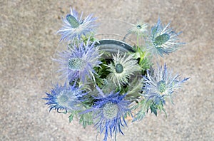 Eryngium planum Blue Sea Holly flowers on light brown background