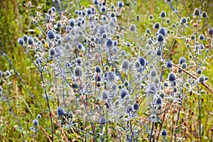 Eryngium planum L, flower, plant