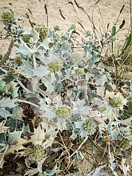 Eryngium sea holly plant on the beach