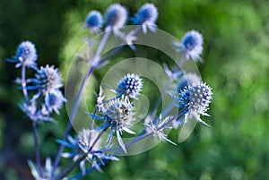 Eryngium. Shallow DOF