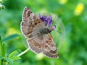 Erynnis tages