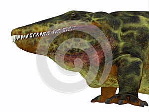 Eryops Dinosaur Head