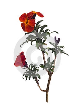 Erysimum aka Wallflower flowers isolated on white background. Bright and perfumed spring garden plants. Deep orange rust