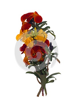 Erysimum aka Wallflower flowers isolated on white background. Bright and perfumed spring garden plants. Orange and