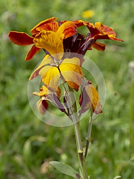 Erysimum aka Wallflower flowers outdoors. Bright and perfumed spring garden plants. Orange and yellow.