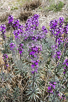 Erysimum Bowles Mauve