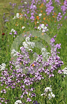 Erysimum `Bowles Mauve` in a fallow field