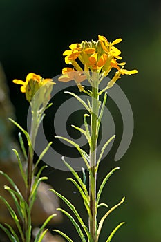 Erysimum bungei