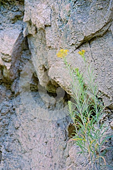 Erysimum bungei