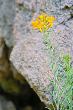 Erysimum bungei