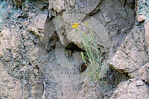 Erysimum bungei