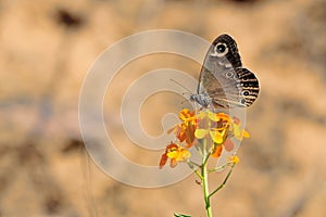 Erysimum bungei and butterfly