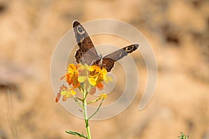 Erysimum bungei and butterfly