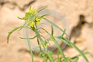 Erysimum cheiranthoides