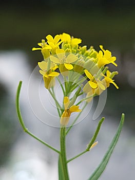 Erysimum cheiranthoides