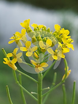 Erysimum cheiranthoides