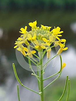 Erysimum cheiranthoides